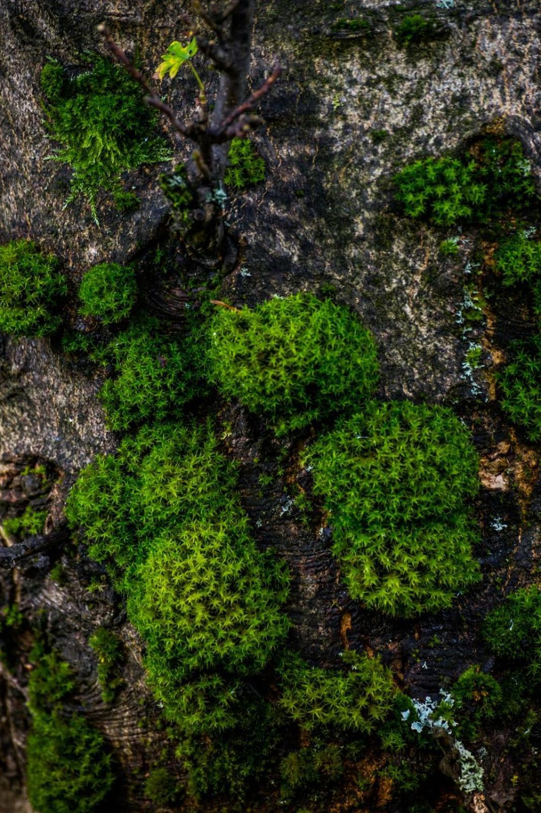 Willa Aleksander Panorama Świeradów-Zdrój Exteriör bild